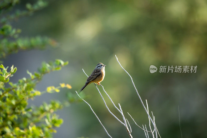 岩鹀或Emberiza cia鸟在自然绿色背景在冬季在马尼拉北阿坎德邦印度亚洲